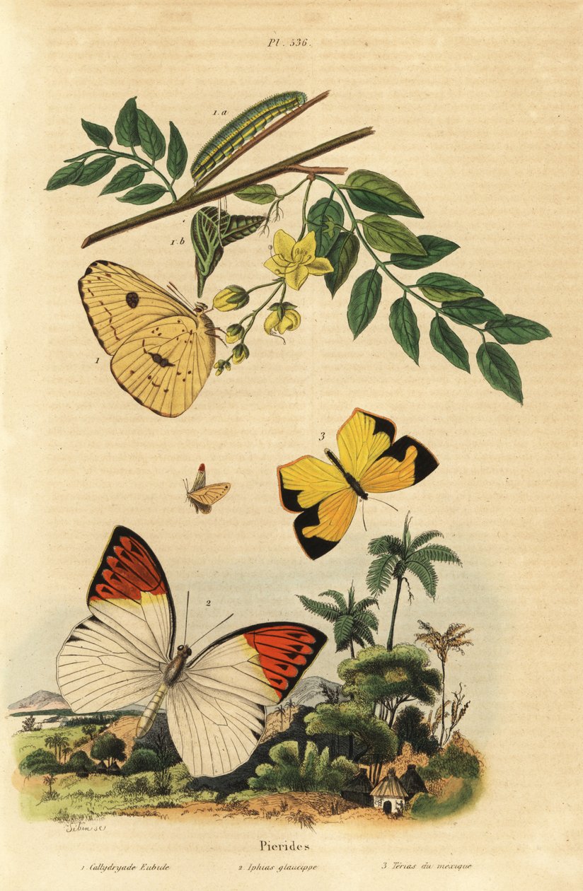 Farfalla gialla senza nuvole, Phoebis sennae 1, grande punta arancione, Hebomoia glaucippe 2, e gialla messicana, Eurema mexicana 3 da Unbekannt