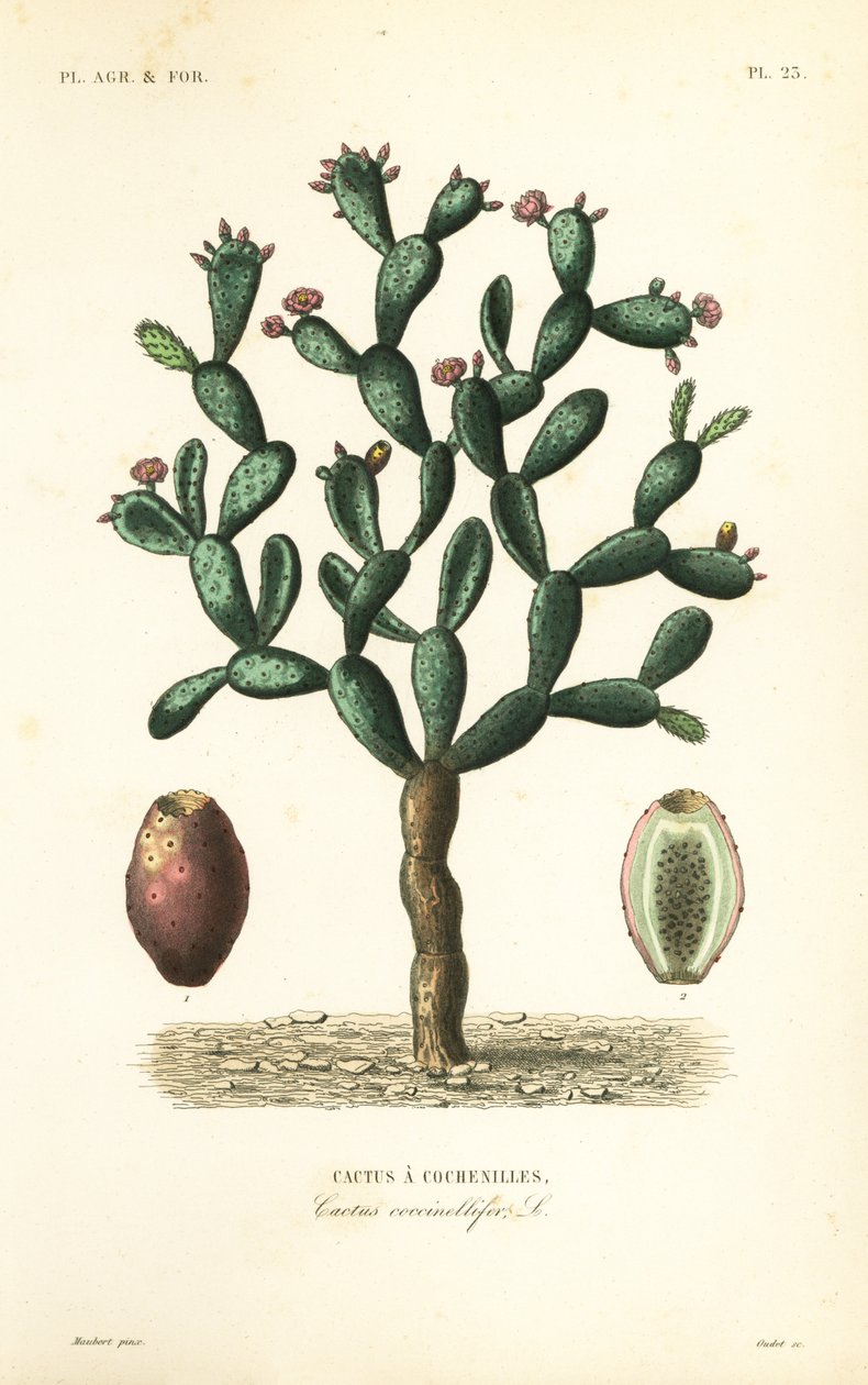 Cactus della cocciniglia, Nopalea cochenillifera, Opuntia cochenillifera, Cactus cochenillifer, Cactus coccinellifer, Cactus a cochenilles da Unbekannt