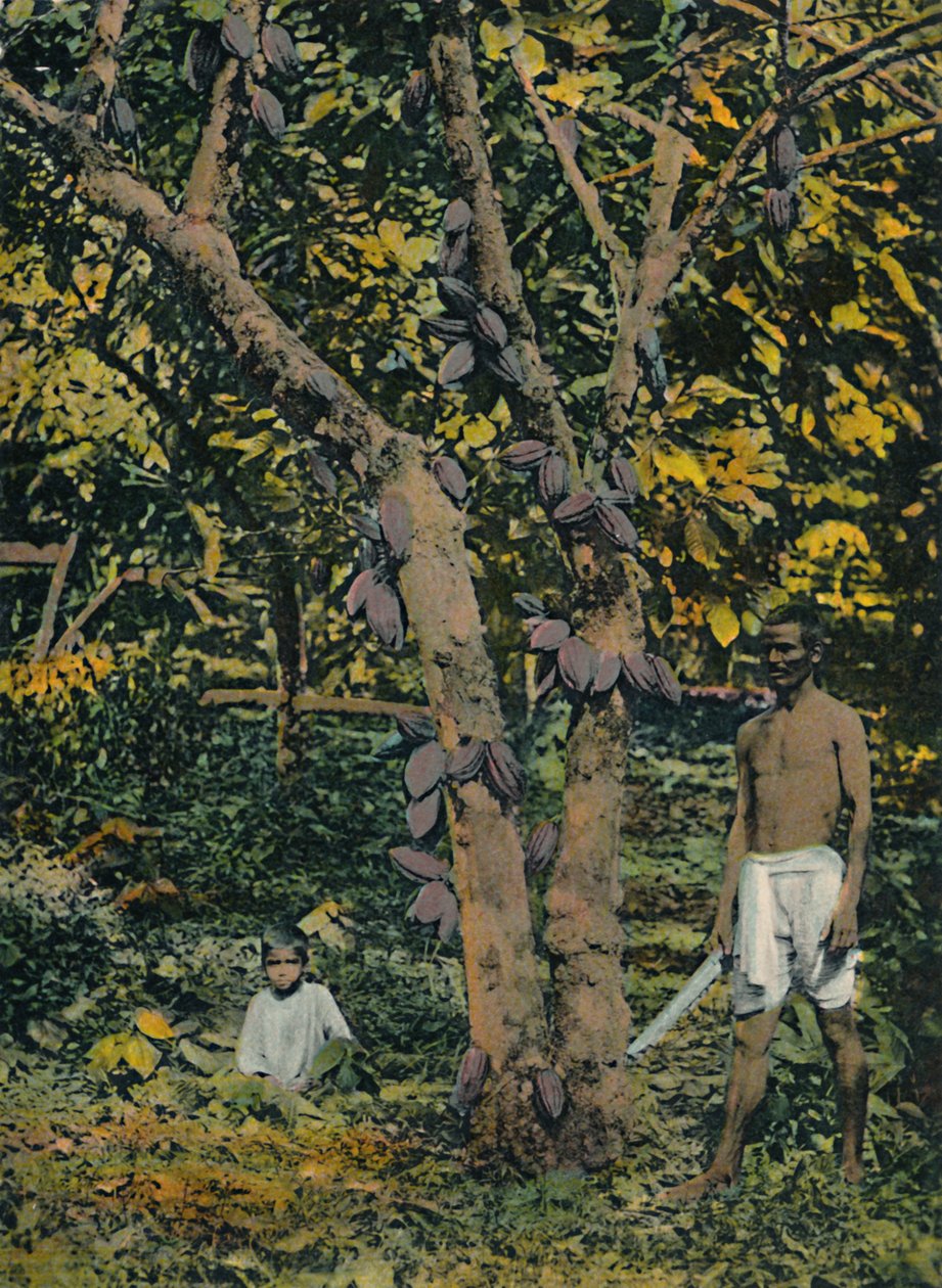Cacao in piena produzione, Trinidad e Tobago, c1914 da Unbekannt