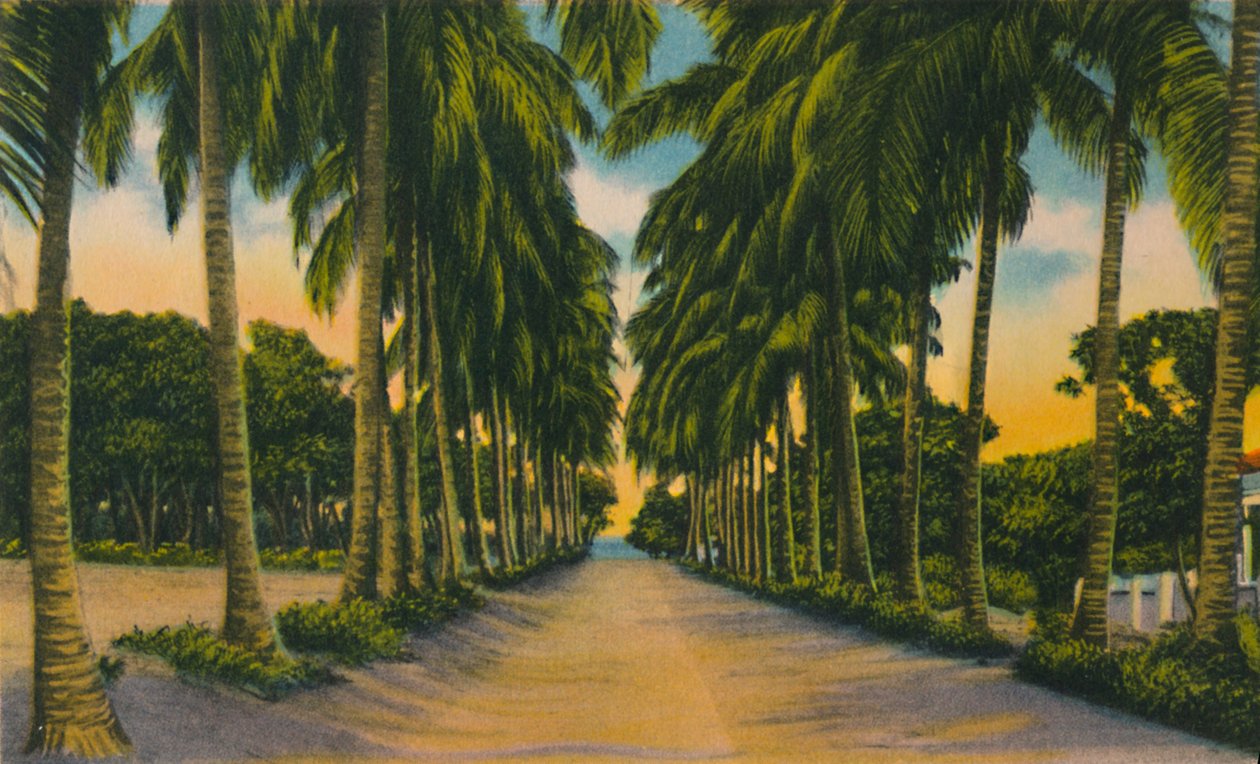 Viale delle noci di cocco, Barranquilla, c1940s da Unbekannt