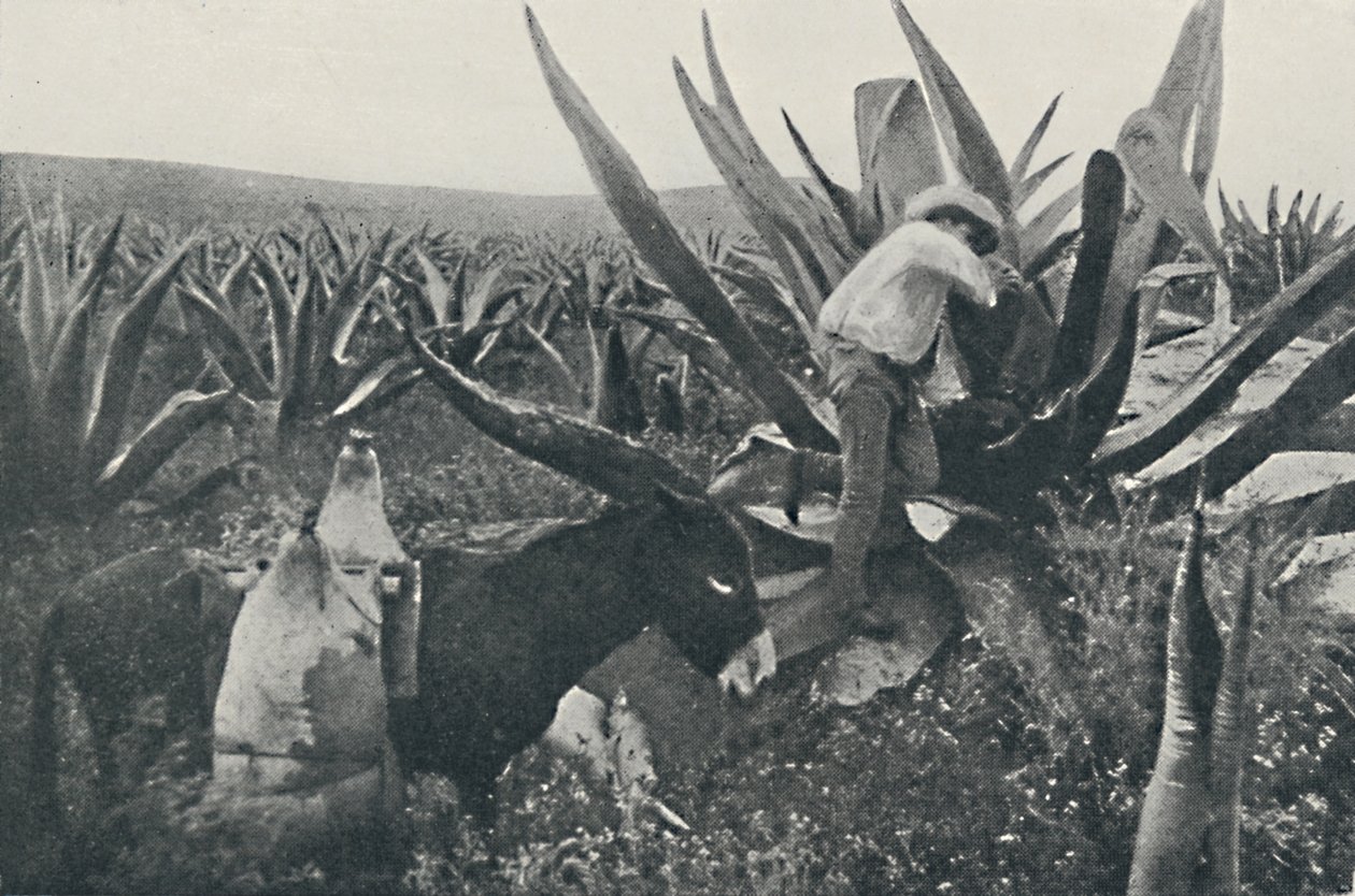 Raccolta di acqua di miele da un maguey, 1916 da Unbekannt