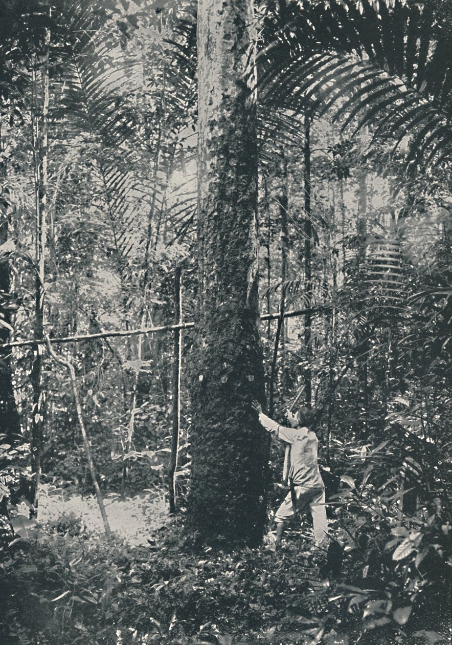 Raccolta della gomma, 1916 da Unbekannt