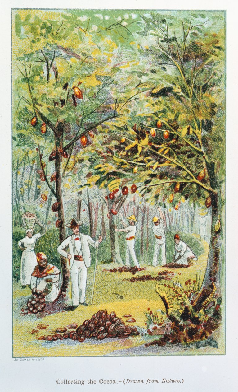 Raccolta di cacao, Venezuela, 1892 da Unbekannt