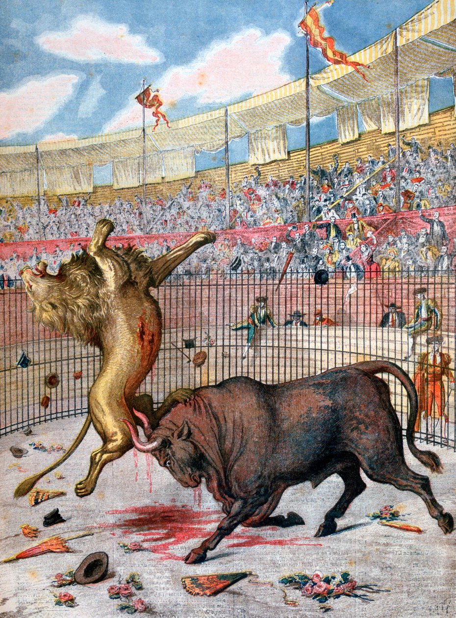 Combattimento tra un leone e un toro, Spagna, 1894 da Unbekannt