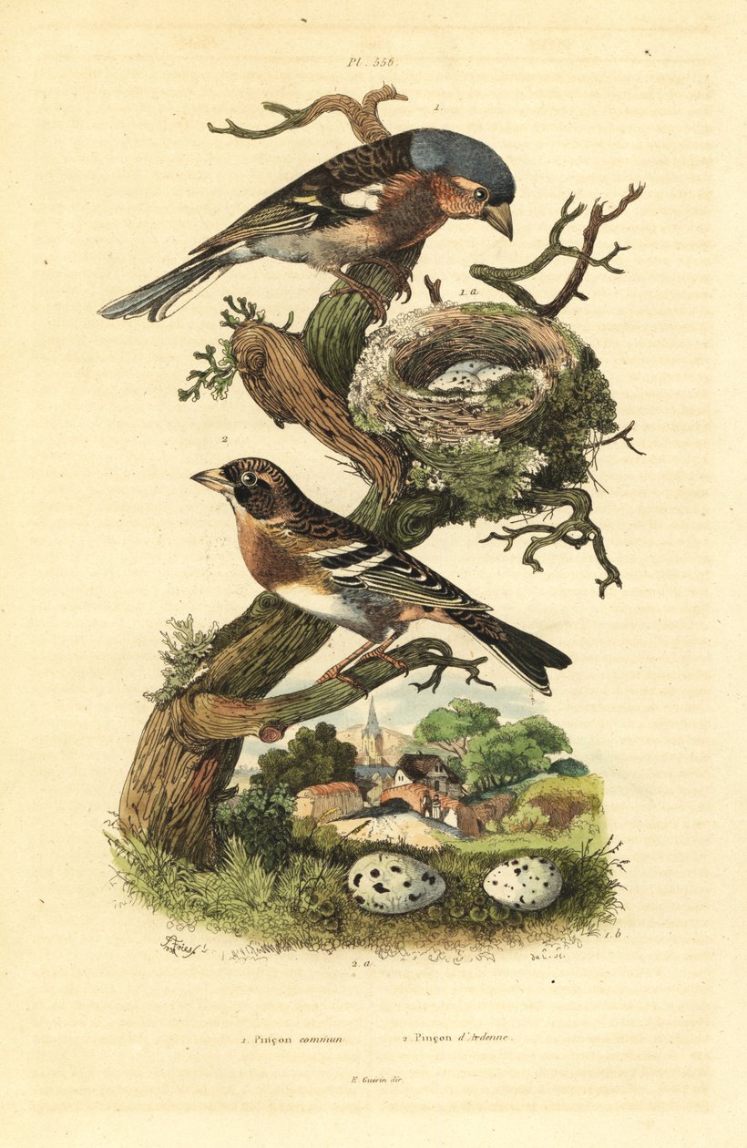Fringuello comune, Fringilla coelebs, nido e uova, e fringuello alpino, Fringilla montifringilla con uova da Unbekannt