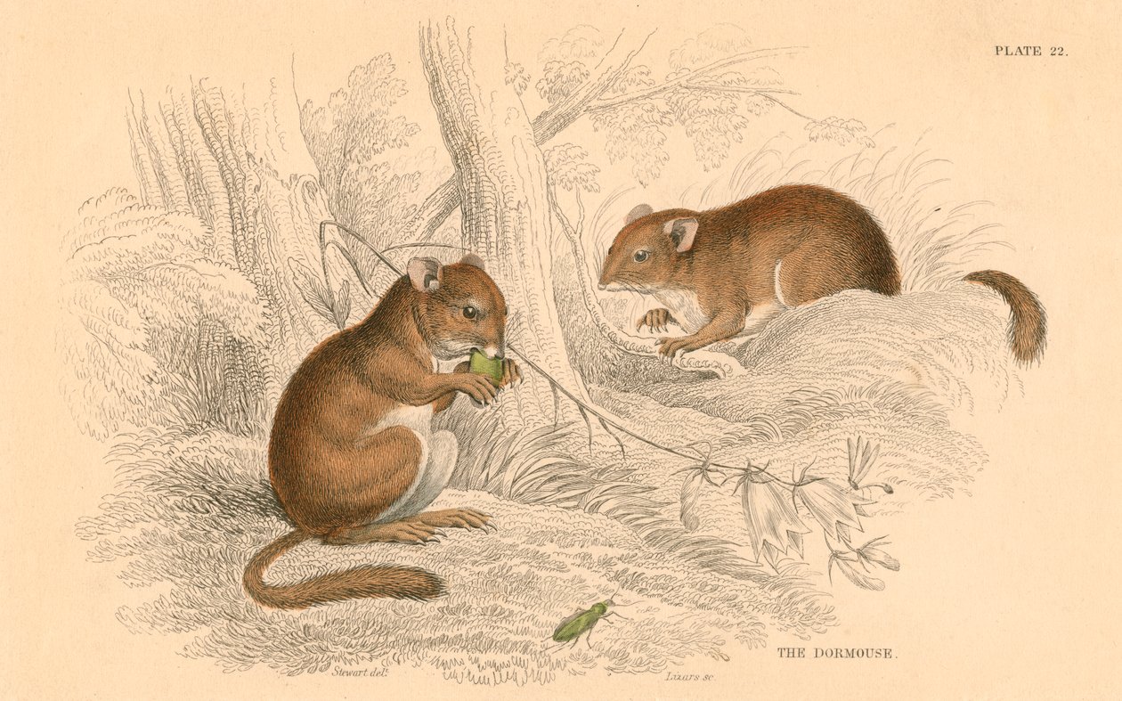 Ghiro comune Muscardinus arvellanarius, roditore in ibernazione, 1828 da Unbekannt