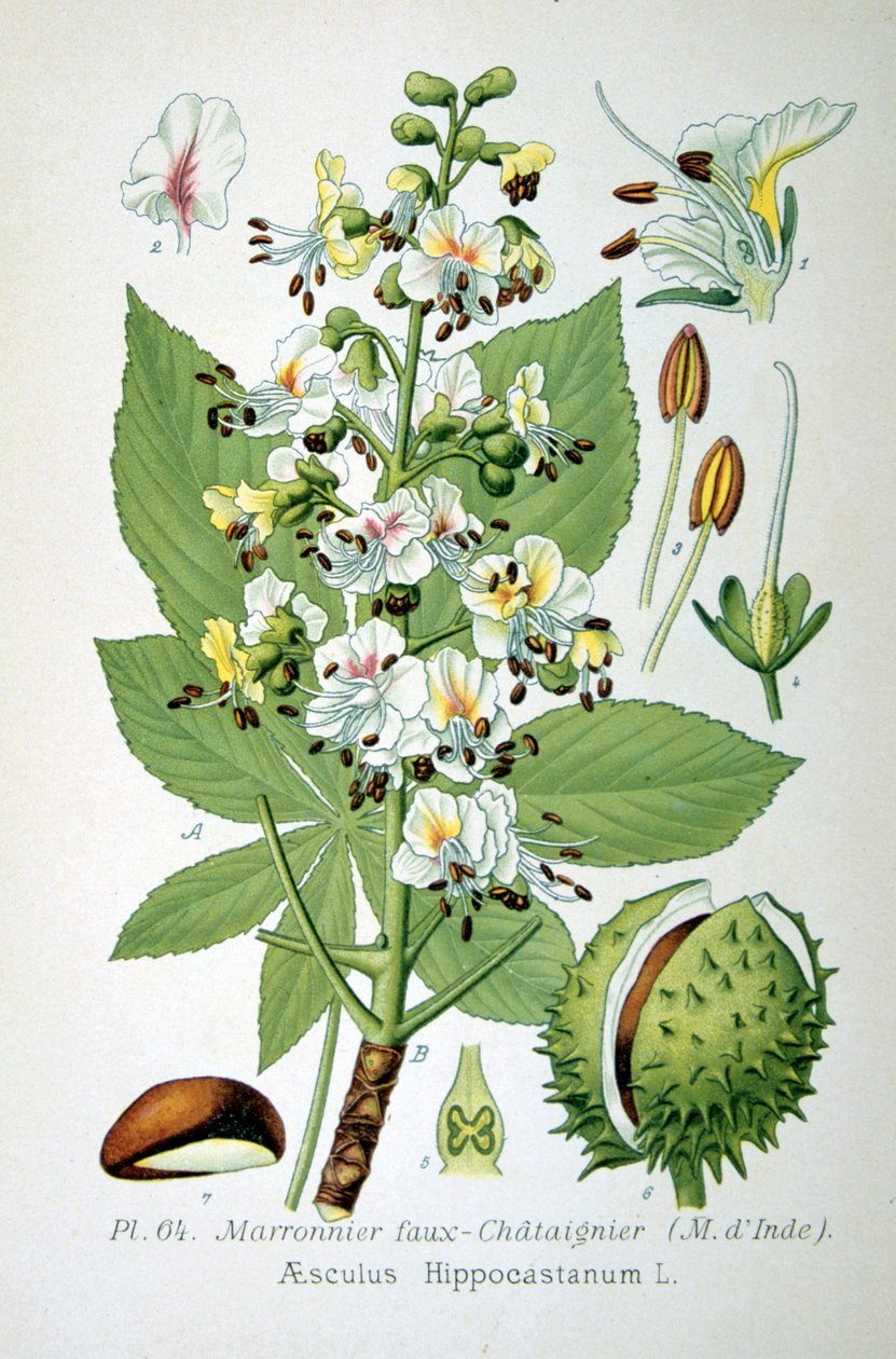 Ippocastano comune, 1893 da Unbekannt