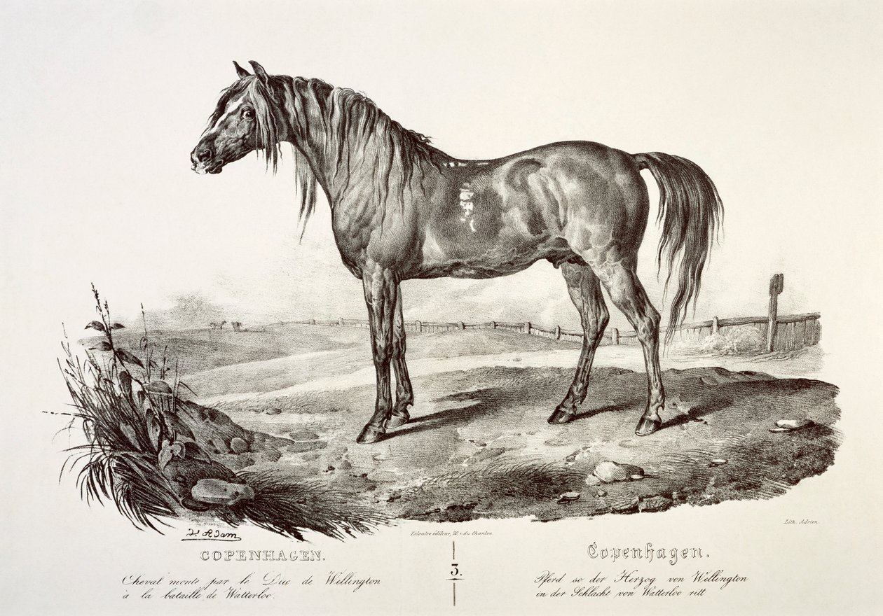 Copenhagen, il cavallo del Duca di Wellington, XIX secolo da Unbekannt