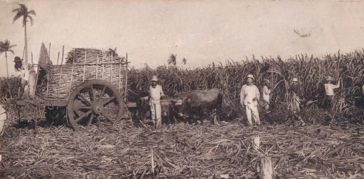 Corte de Canna. - Raccolta della canna da zucchero. Cuba, c1900 da Unbekannt