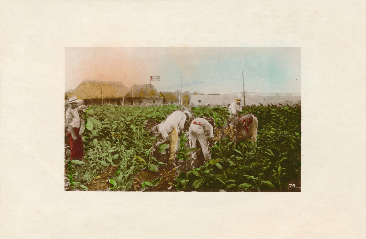 Cosecha de tabaco. - Piantagione di Tabacco, c1910 da Unbekannt