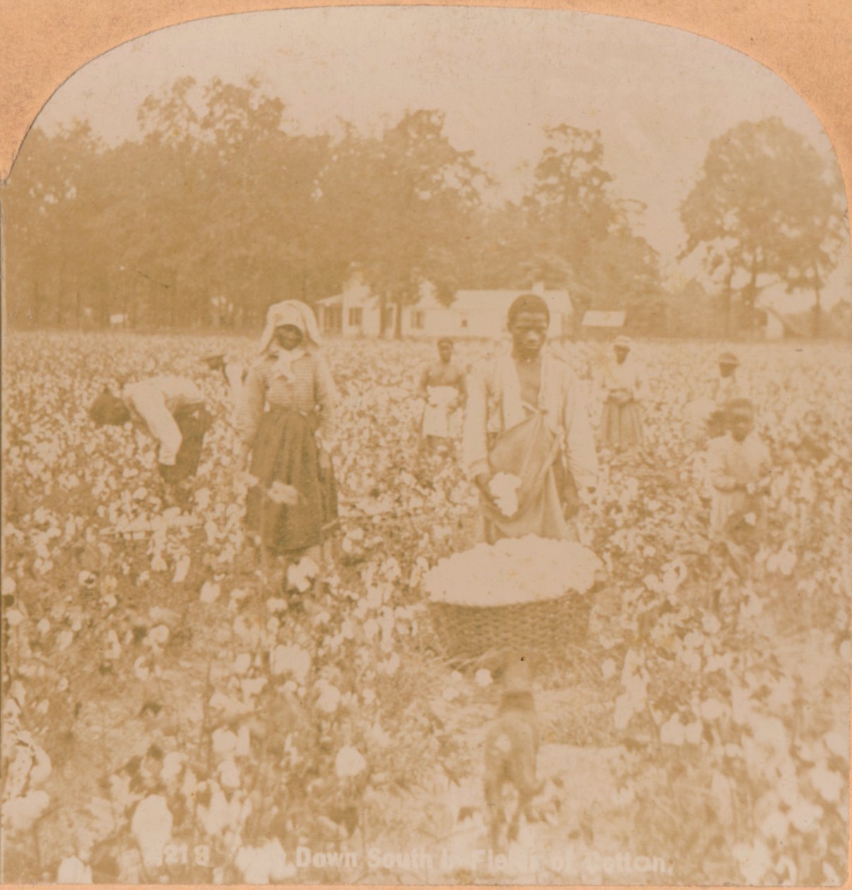 Raccolta del cotone, c1900 da Unbekannt