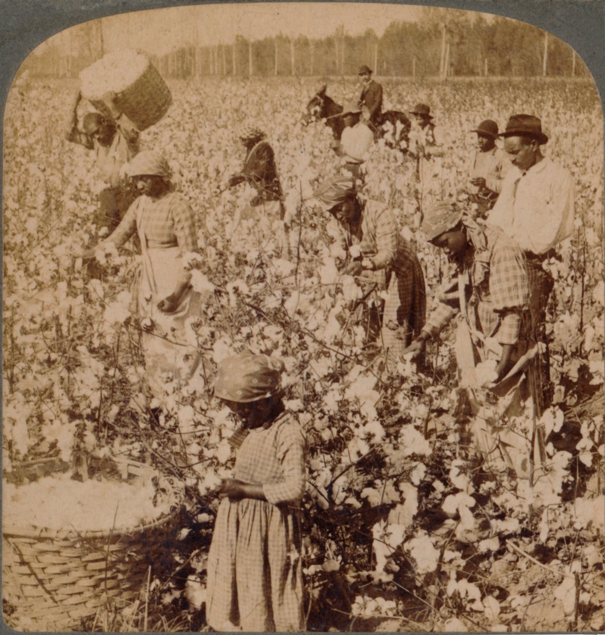 Il cotone è re - scena di piantagione con raccoglitori al lavoro. Georgia, c1900 da Unbekannt