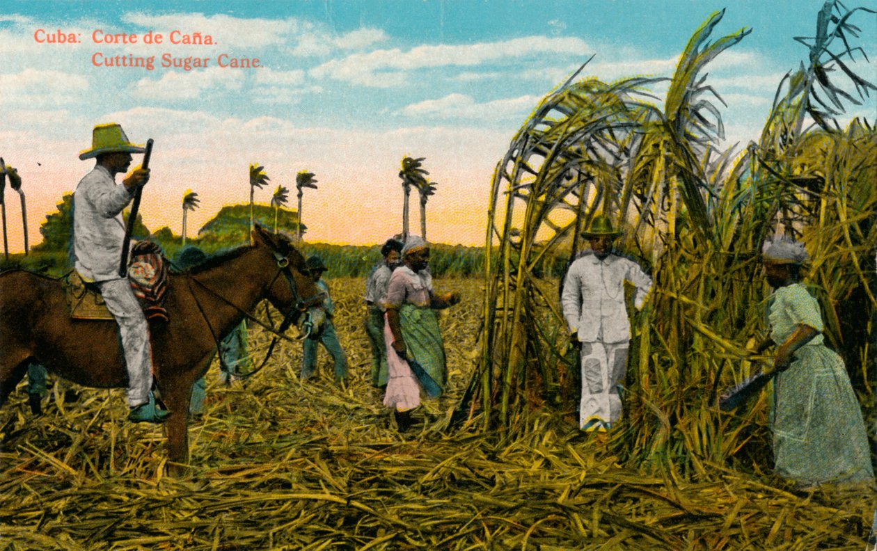 Cuba: Corte de Cana. Taglio della canna da zucchero, c1910 da Unbekannt