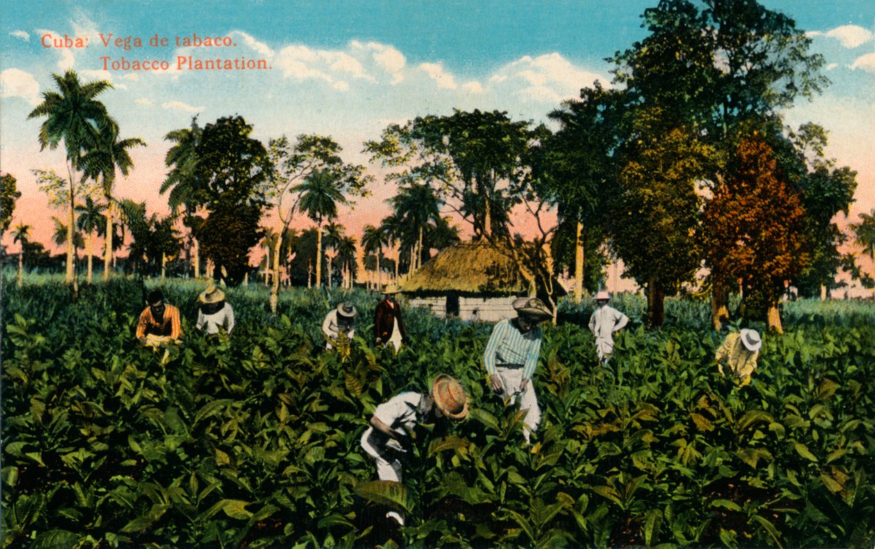 Cuba: Vega de tabaco. Piantagione di tabacco, c1900 da Unbekannt