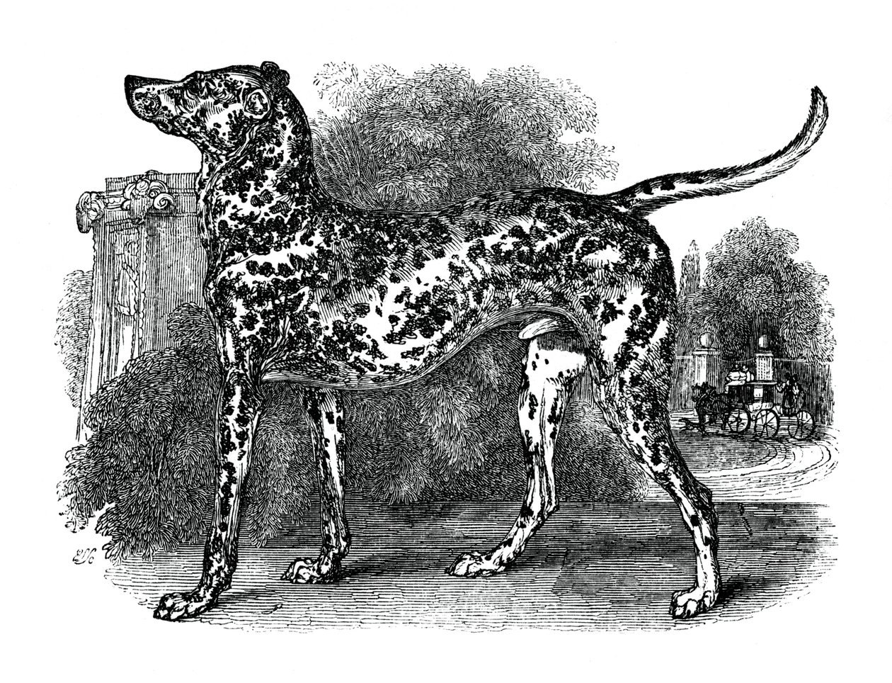 Cane dalmata da Unbekannt