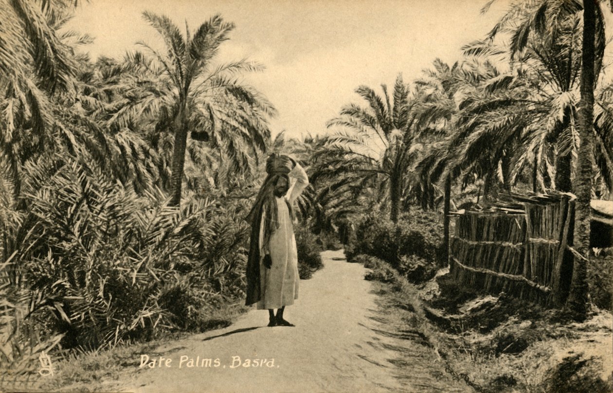 Palme da dattero, Bassora, c1918-c1939 da Unbekannt