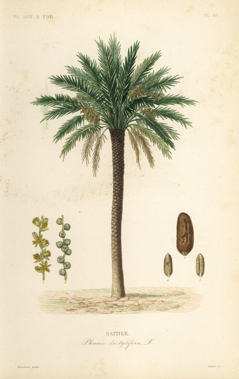 Palma da dattero, Phoenix dactylifera, Dattier da Unbekannt