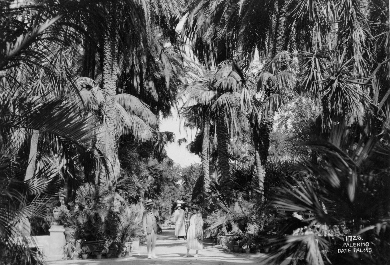 Palme da dattero, Palermo, Sicilia, Italia da Unbekannt