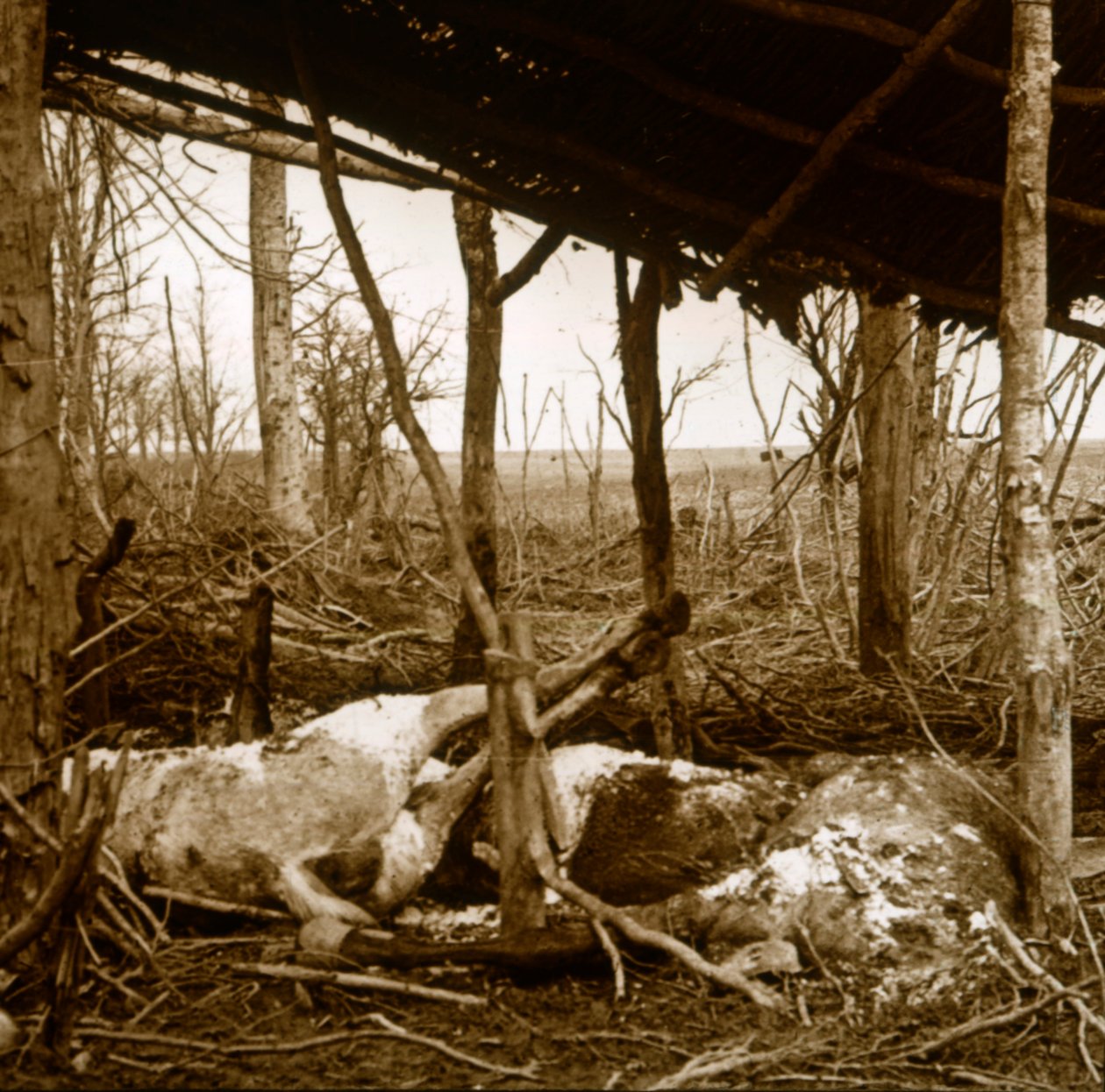 Cavalli morti, Verdun, Francia settentrionale, c1914-c1918 da Unbekannt