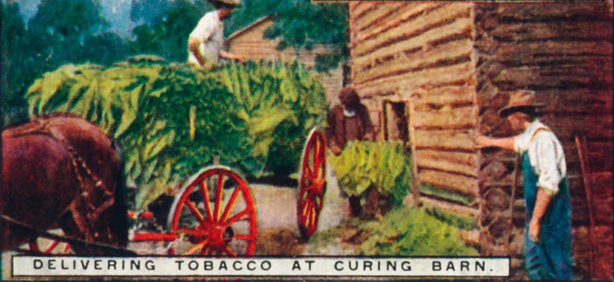 Consegna del tabacco al fienile di essiccazione, 1926 da Unbekannt