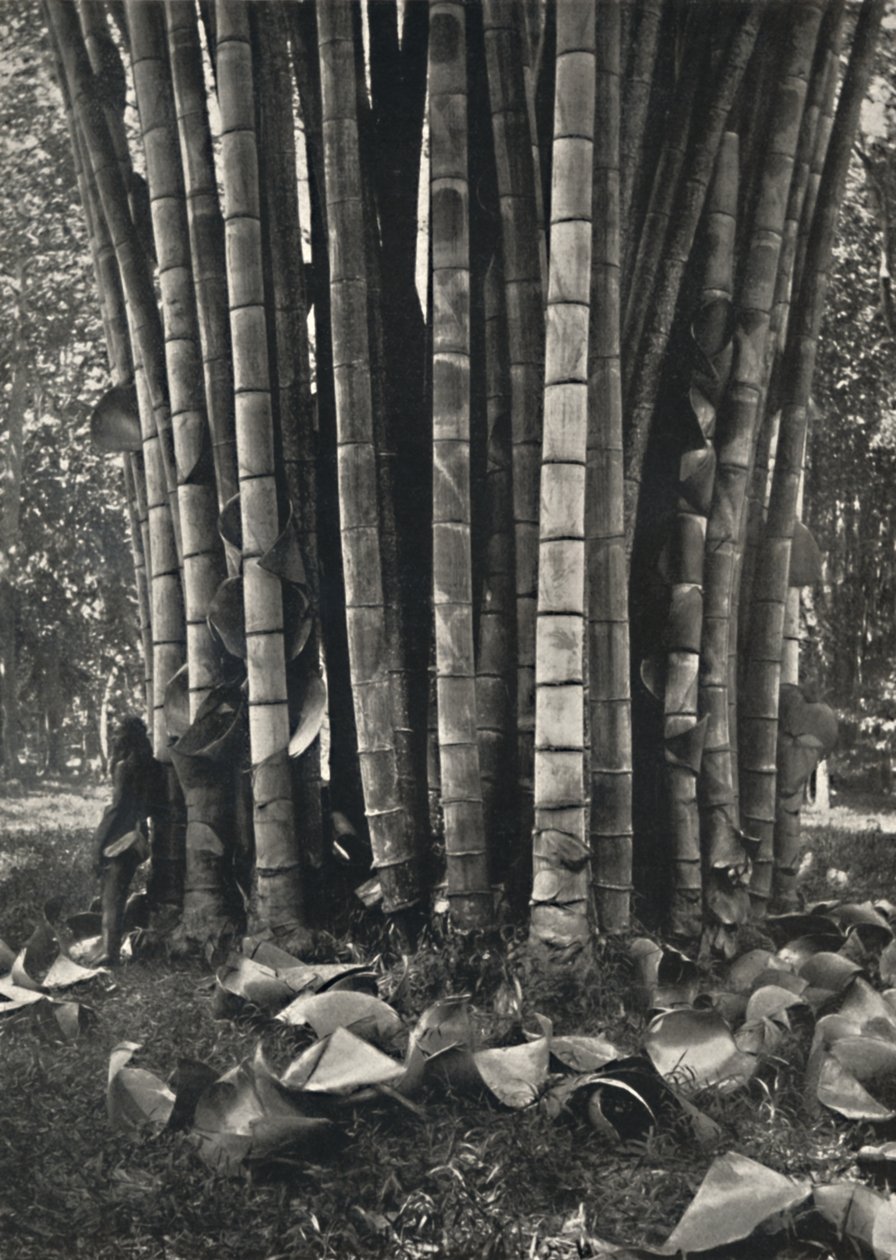 La parte inferiore degli steli di una pianta di bambù gigante a Peradeniya, 1926 da Unbekannt