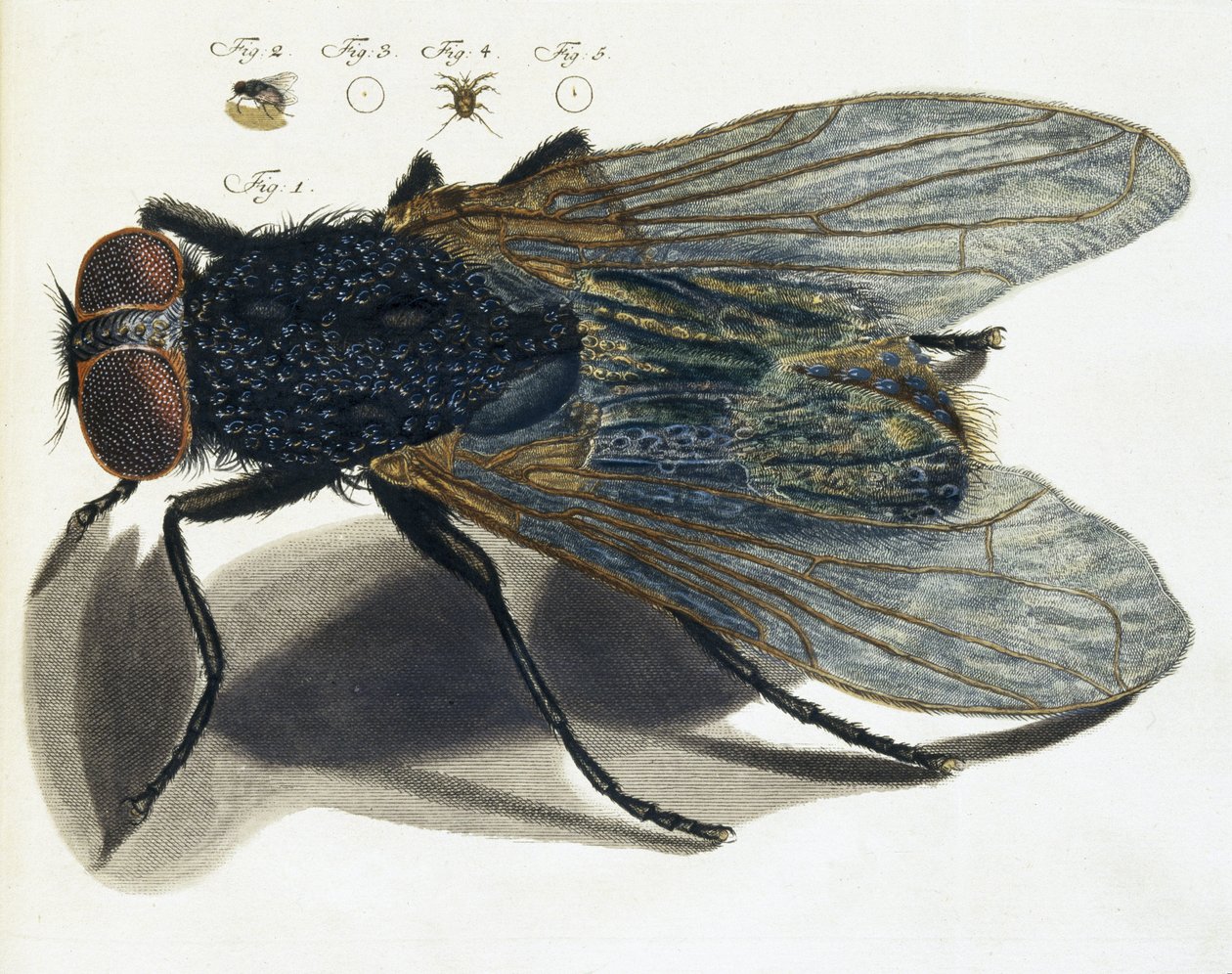 Descrizione al microscopio di una mosca da Unbekannt
