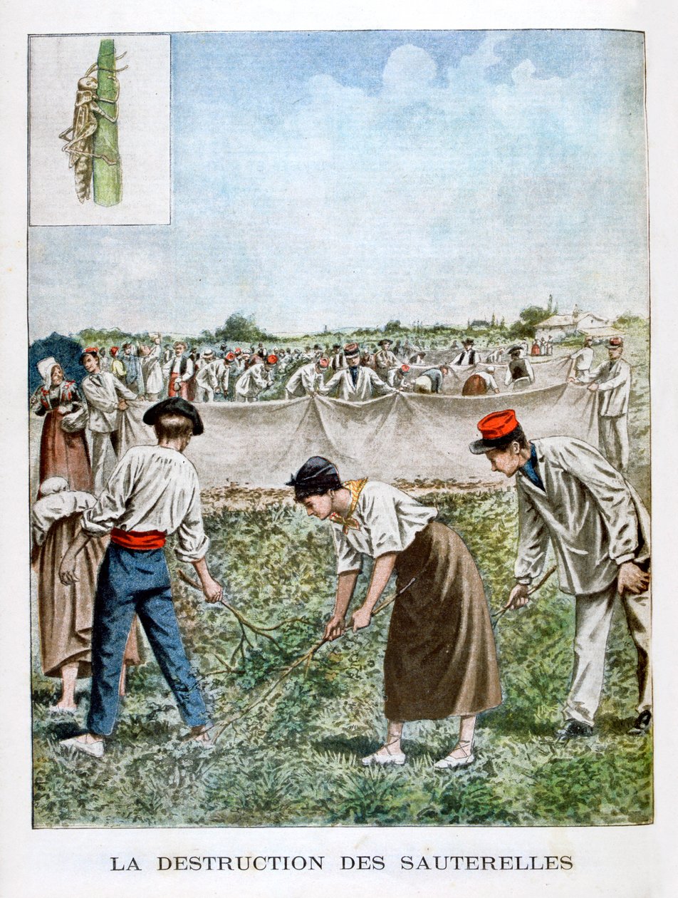 Distruggere la Cavalletta da Unbekannt