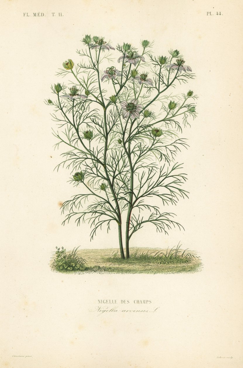 Nigella dei campi, Nigella arvensis da Unbekannt
