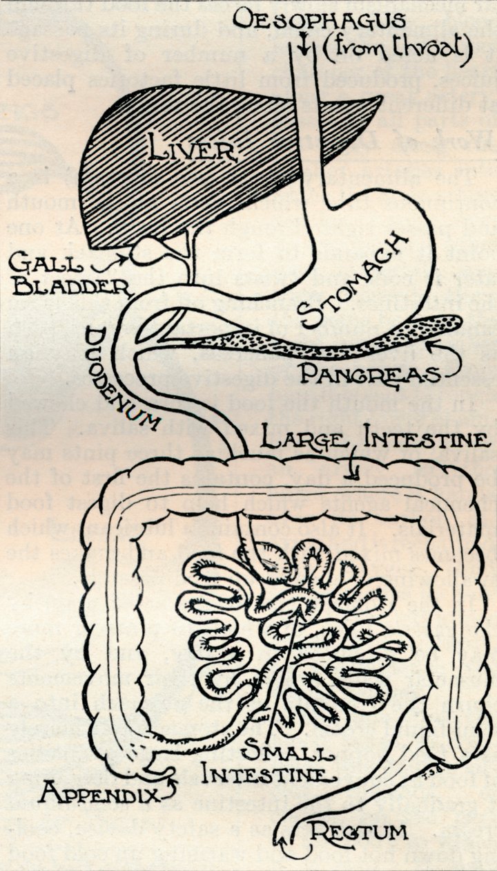 Diagramma che mostra il canale alimentare, che attraversa il corpo, c1934 da Unbekannt