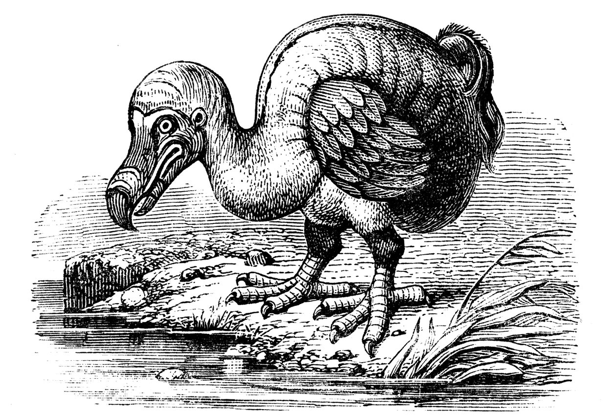 Dodo da Unbekannt