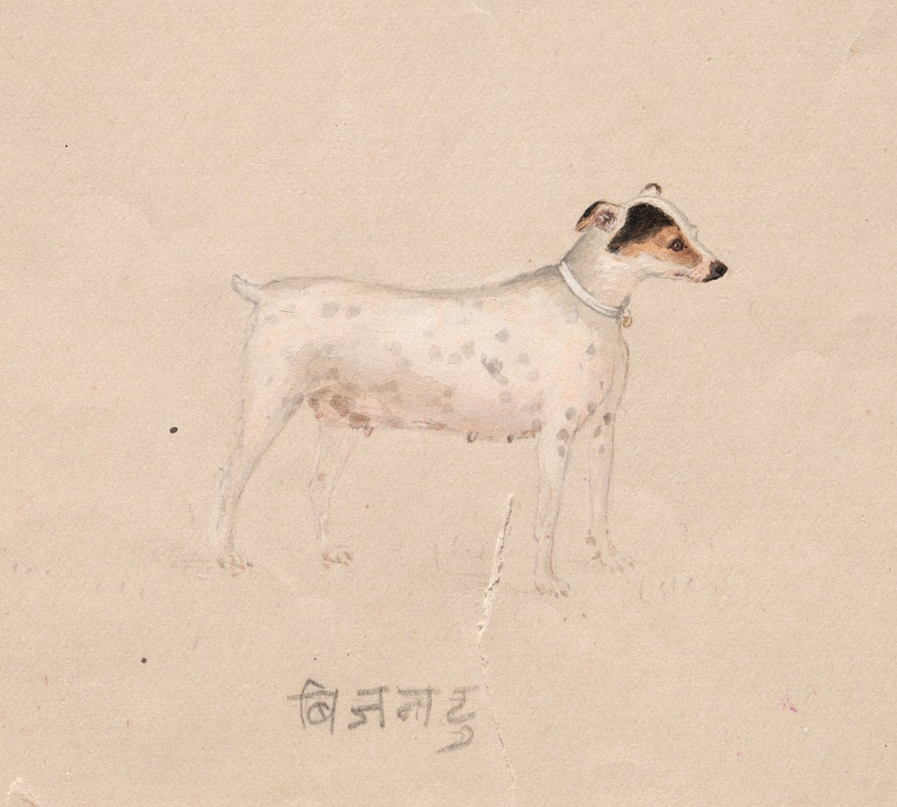 Cane, 1800s da Unbekannt