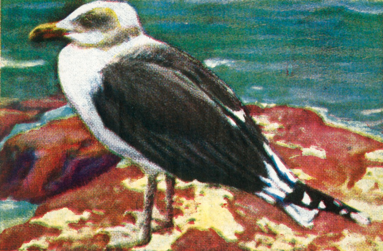 Gabbiano dominicano, c1928 da Unbekannt
