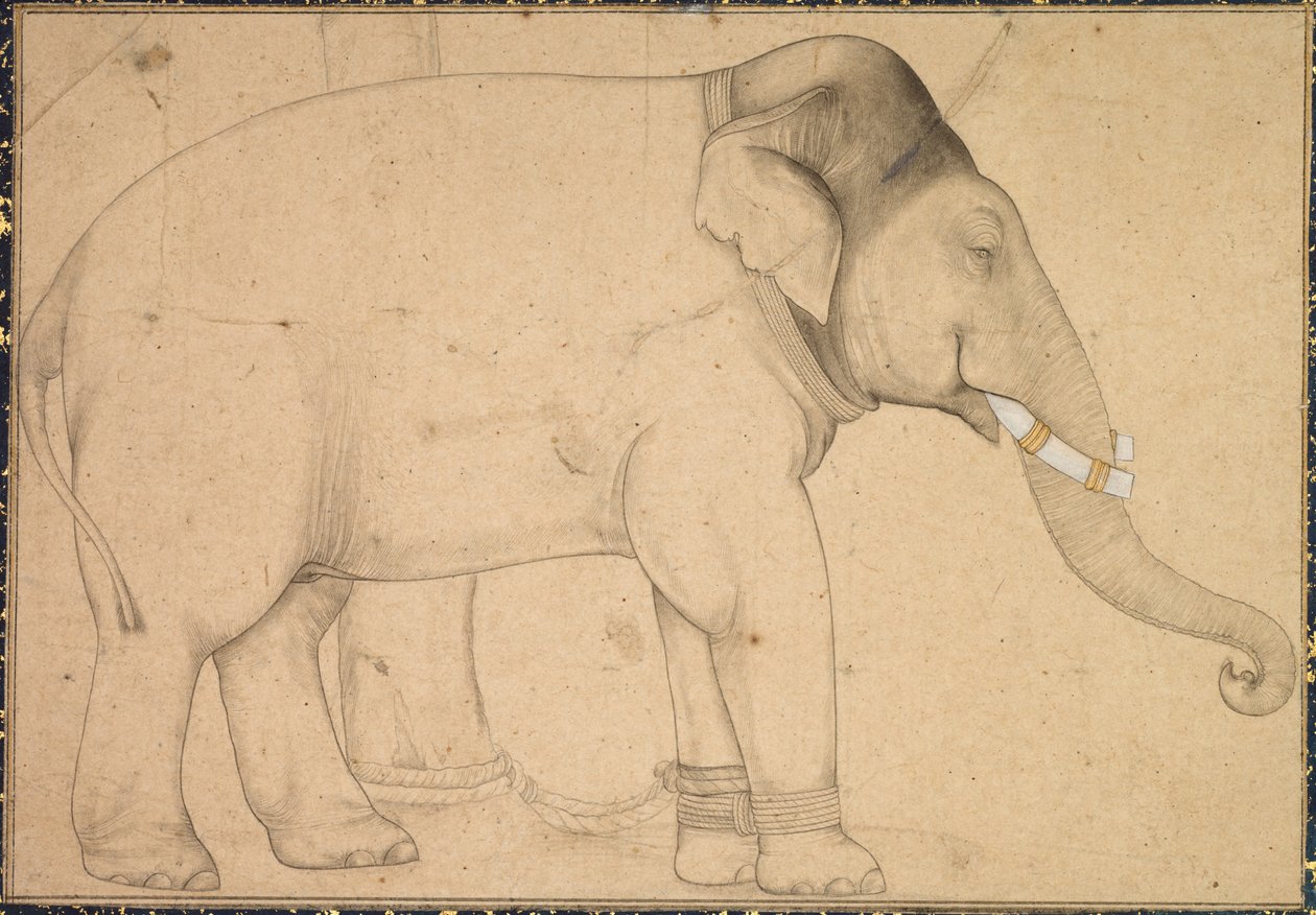 Disegno di un Elefante da Unbekannt