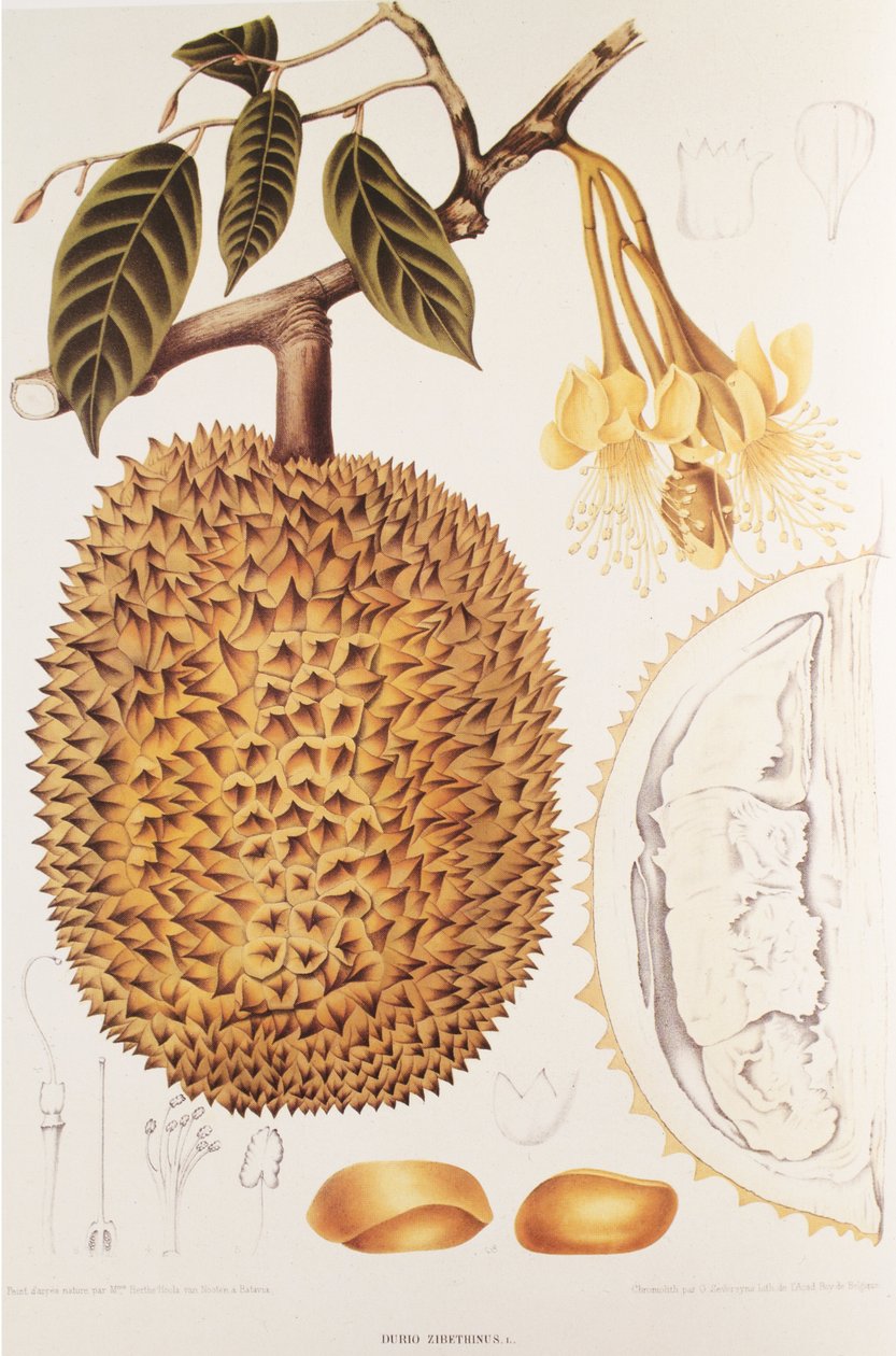 Durio zibethinus/Durian/durione da Unbekannt
