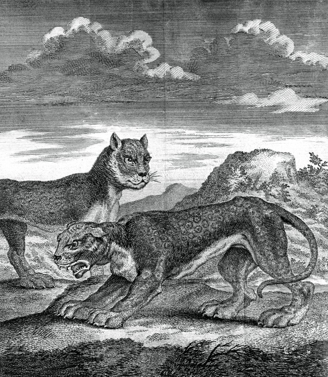 Leopardo indiano orientale, 1750 da Unbekannt