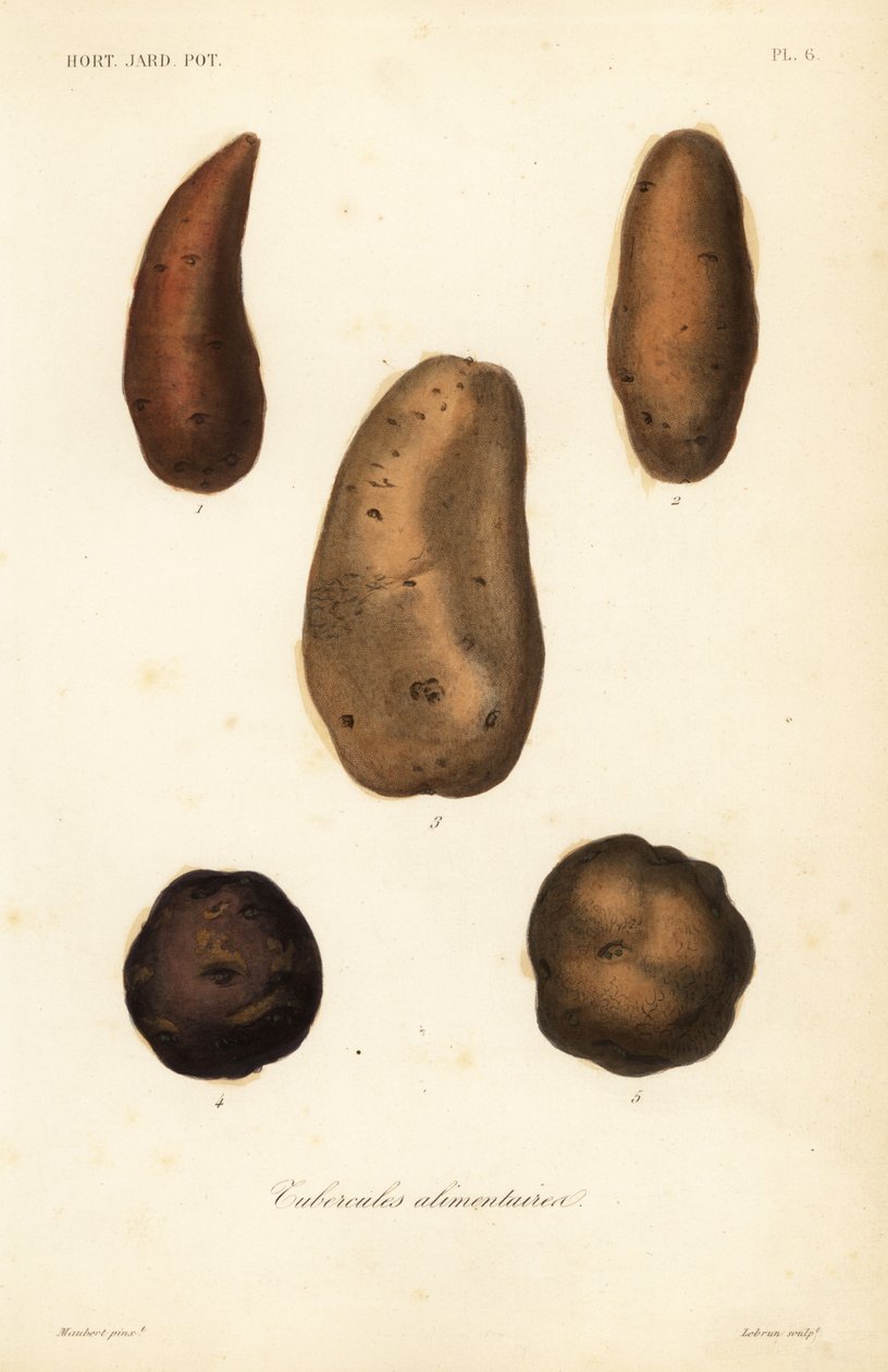 Tuberi commestibili da Unbekannt