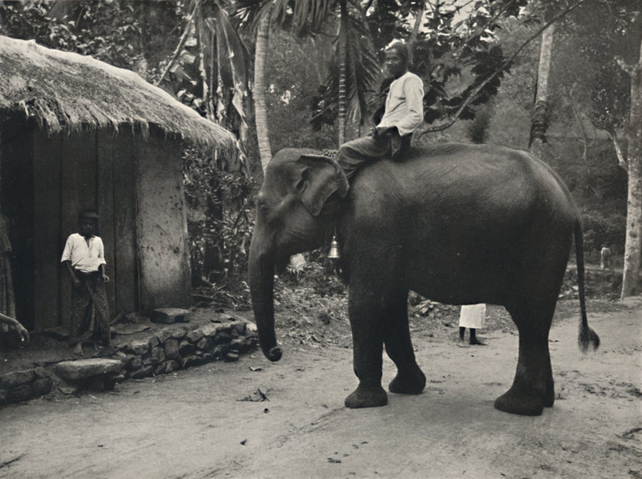 Elefante su una strada vicino a Kandy da Unbekannt