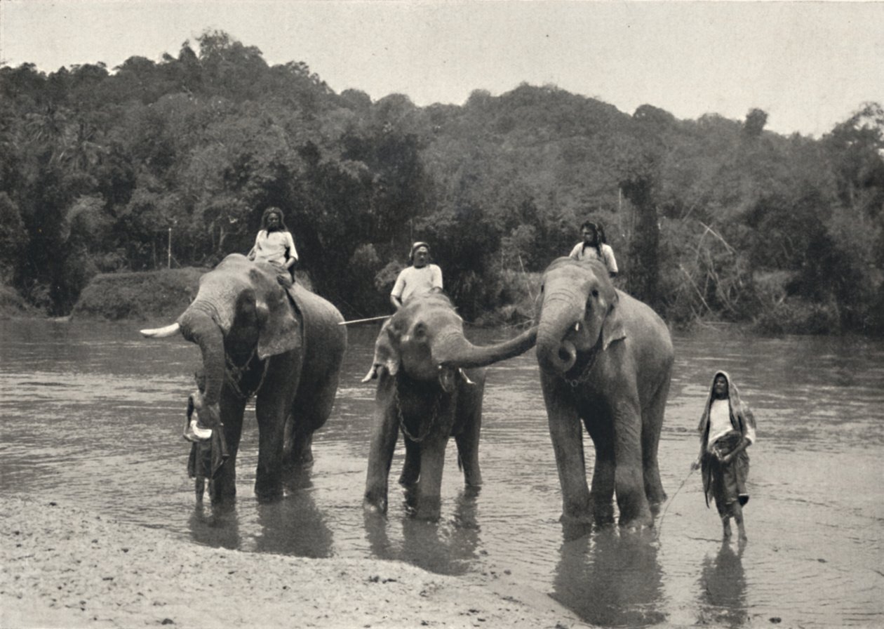 Elefanti nel bagno Mahaaliganga, 1926 da Unbekannt
