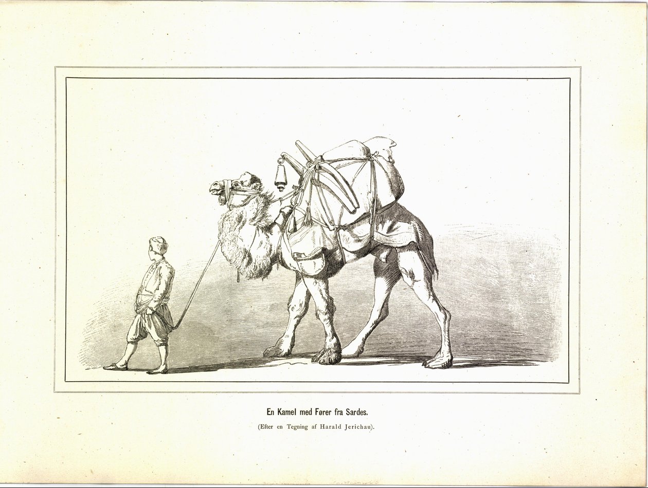 Un cammello con guida da Sardi. Illustrazione tratta dal libro Brogede rejsebilleder di Jerichau-Baumann, Elisabeth e pubblicato da Forlagsbureauet (Copenaghen, 1881) da Unbekannt