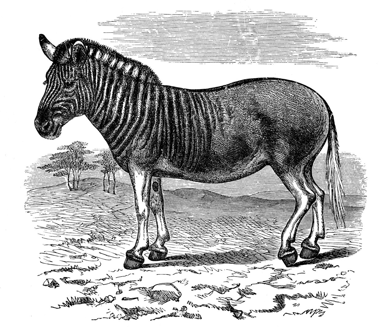 Incisione di un Quagga, 1893 da Unbekannt