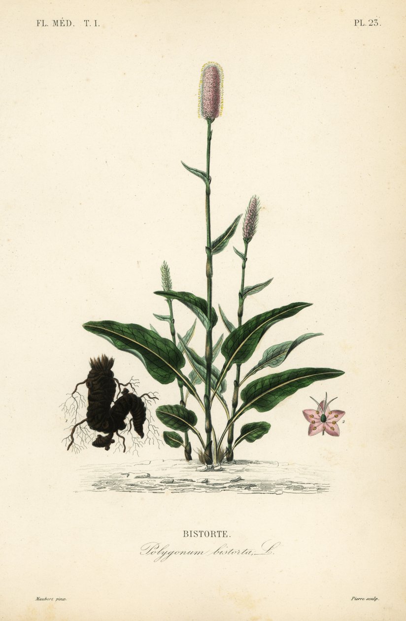 Bistorta europea, Persicaria bistorta da Unbekannt
