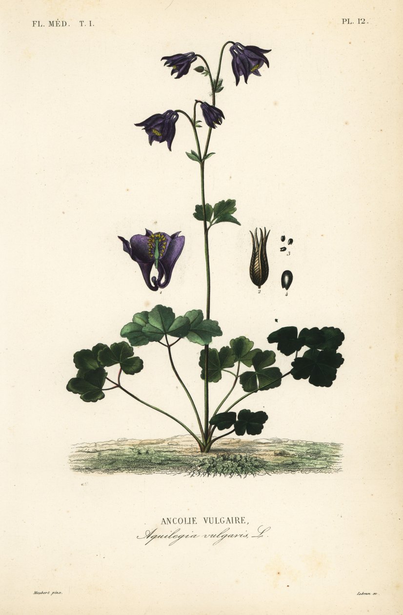 Aquilegia comune da Unbekannt