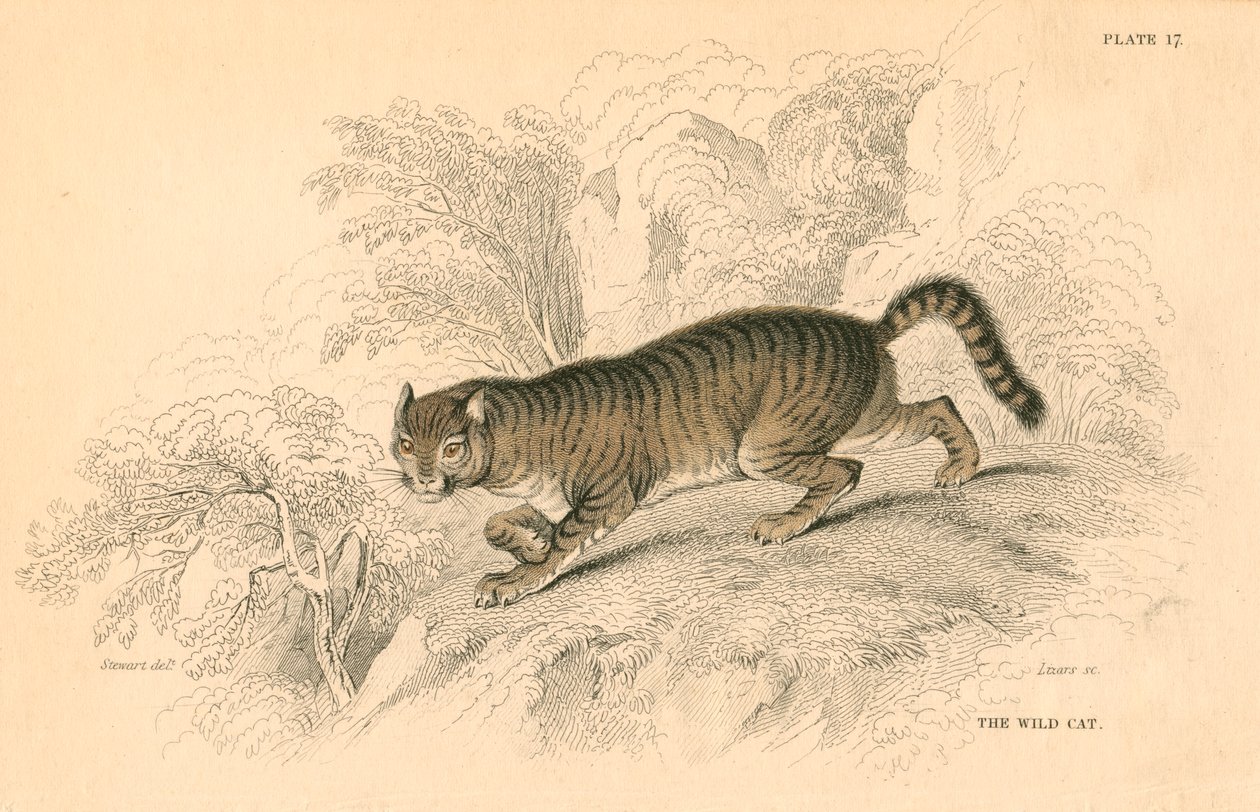 Gatto selvatico europeo Felis silvestris, 1828 da Unbekannt