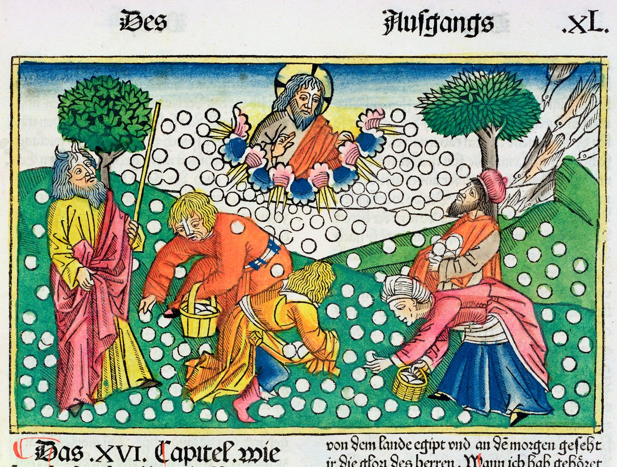 Esodo 16:13-22: Dio fornisce quaglie e manna agli Israeliti da Unbekannt