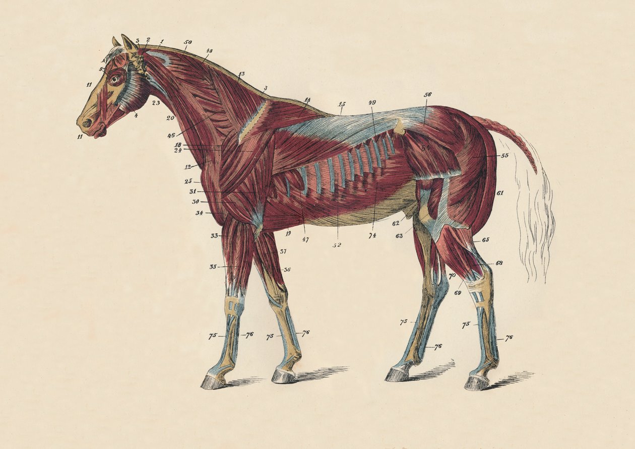 Muscoli e tendini esterni del corpo del cavallo, c1879 da Unbekannt