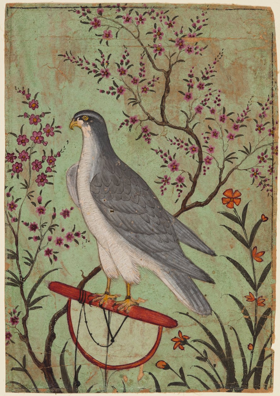 Falco su un trespolo, c. 1610 da Unbekannt