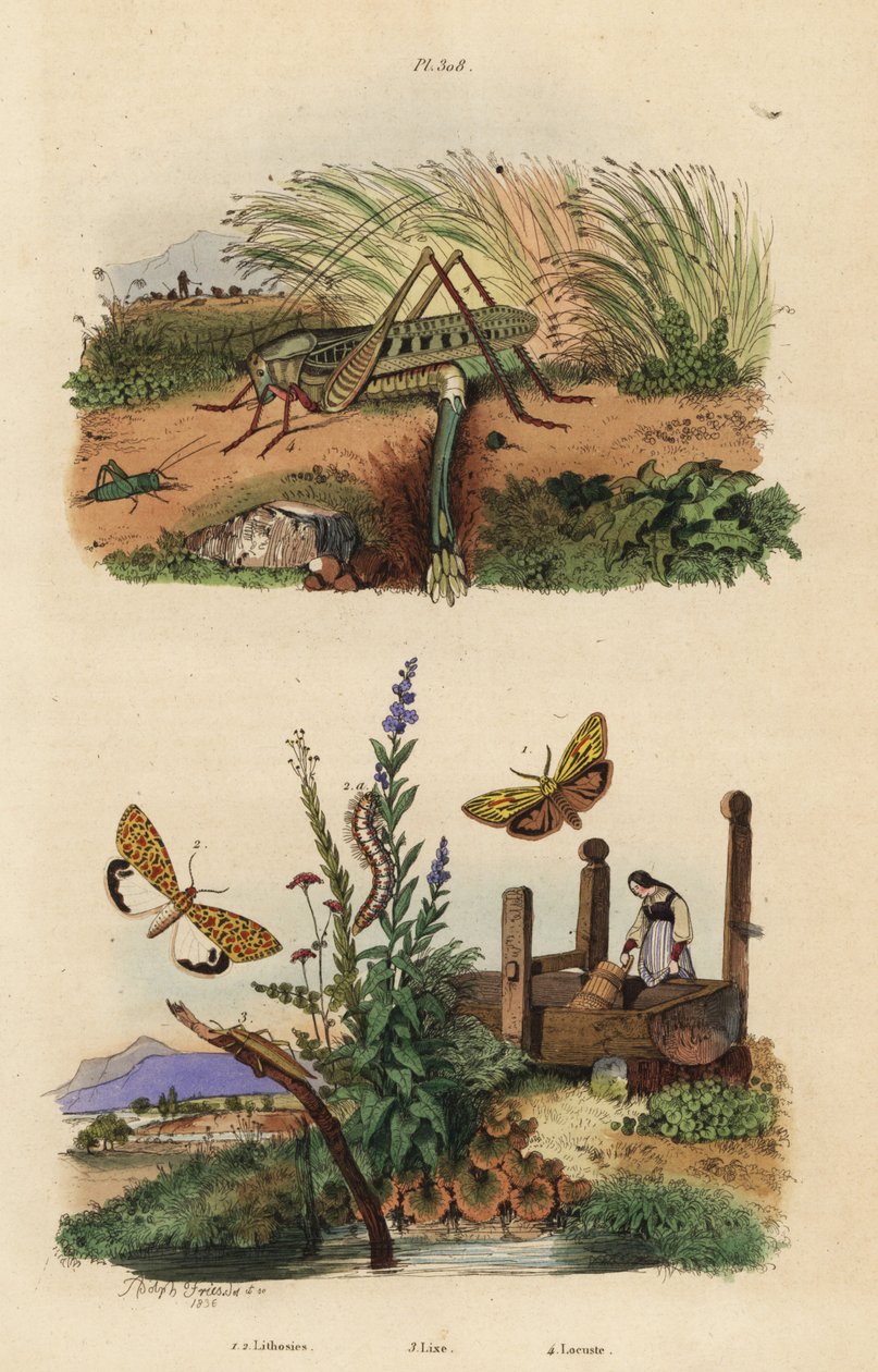 Locusta femmina che depone le uova, Decticus verrucivorus 4, falena piede piumato, Spiris striata 1, e falena macchiata di cremisi, Utetheisa pulchella 2, e coleottero Lixus paraplecticus 3 da Unbekannt