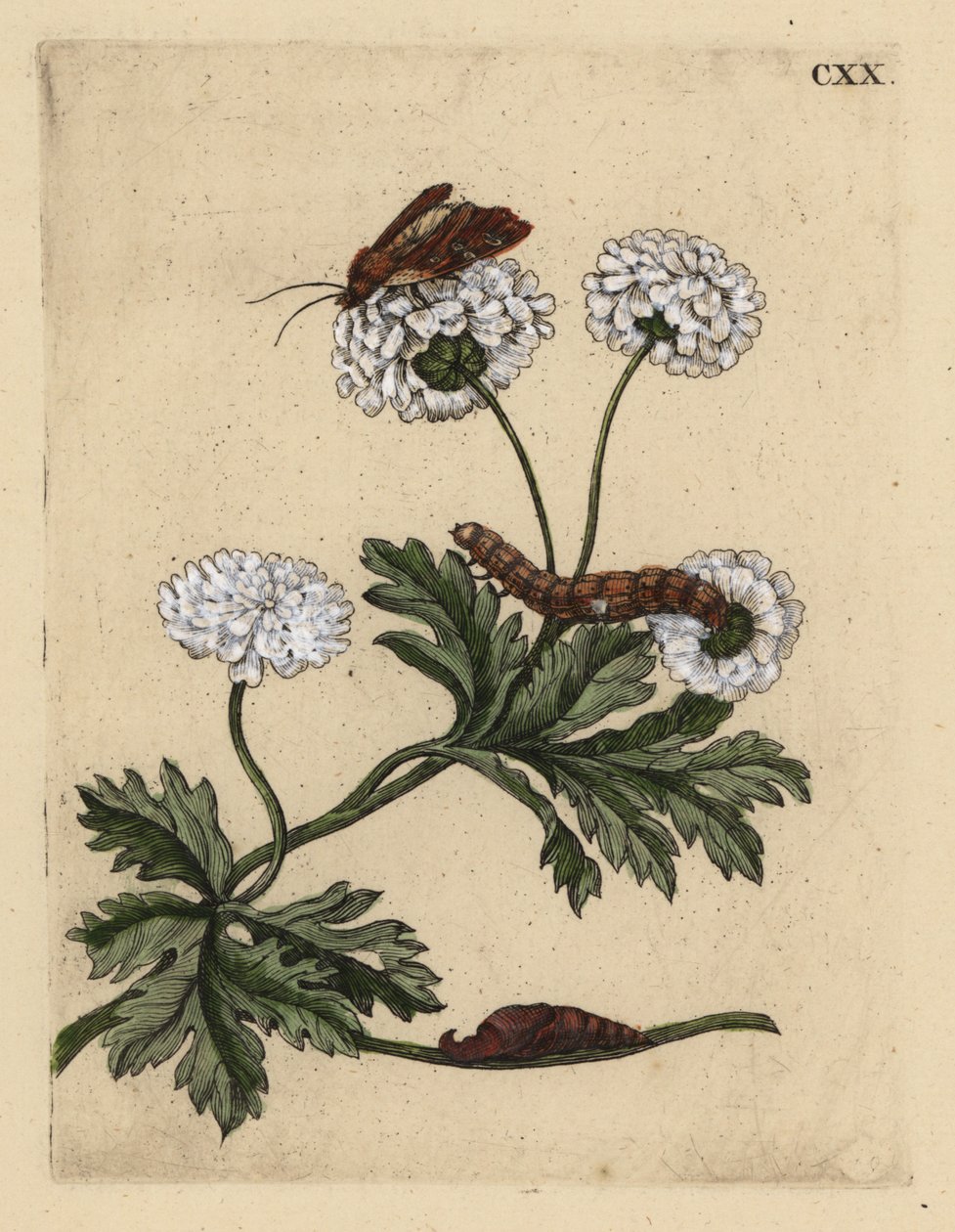 Tanaceto, Tanacetum parthenium, con falena, bruco e pupa da Unbekannt