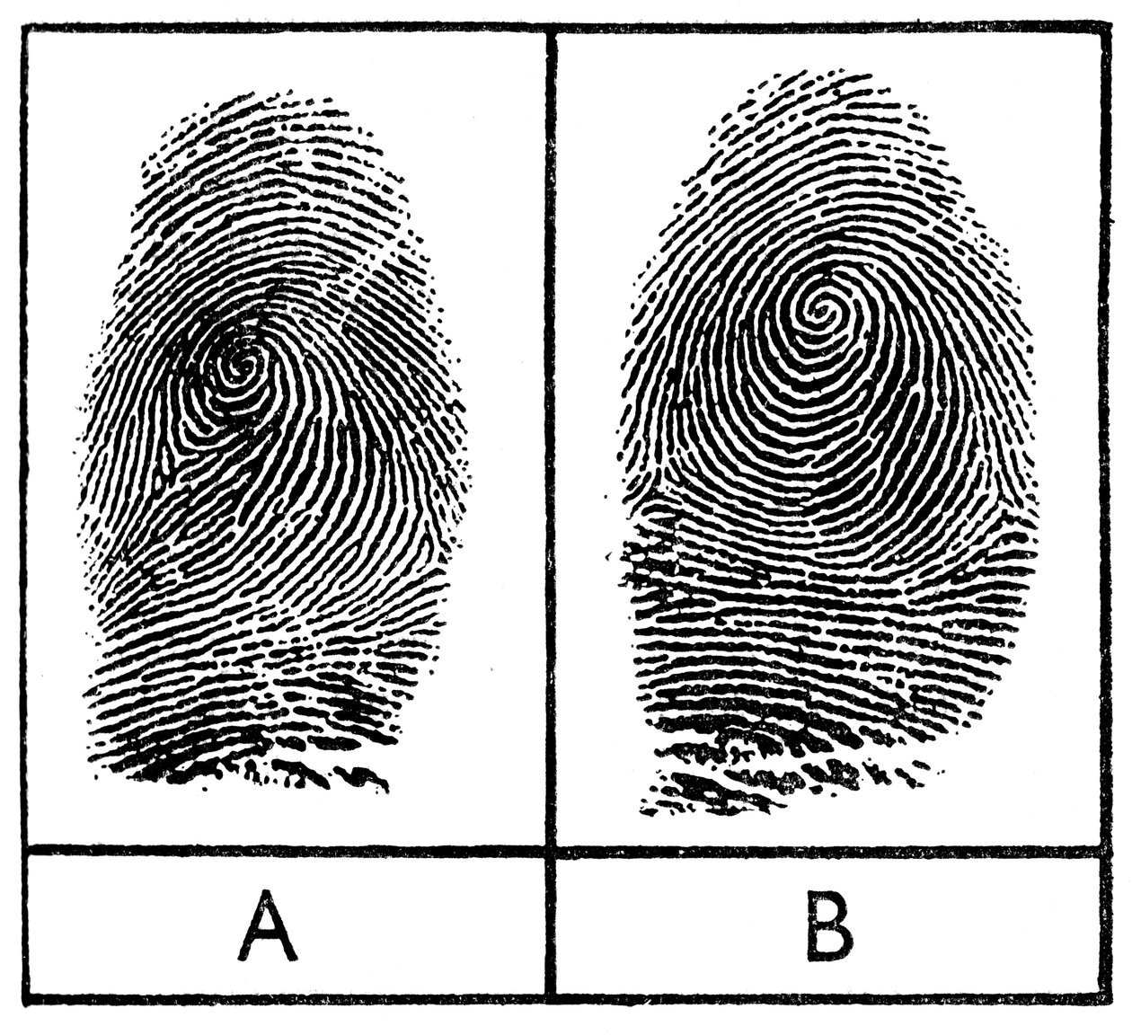 Impronte digitali di gemelli identici, 1956 da Unbekannt