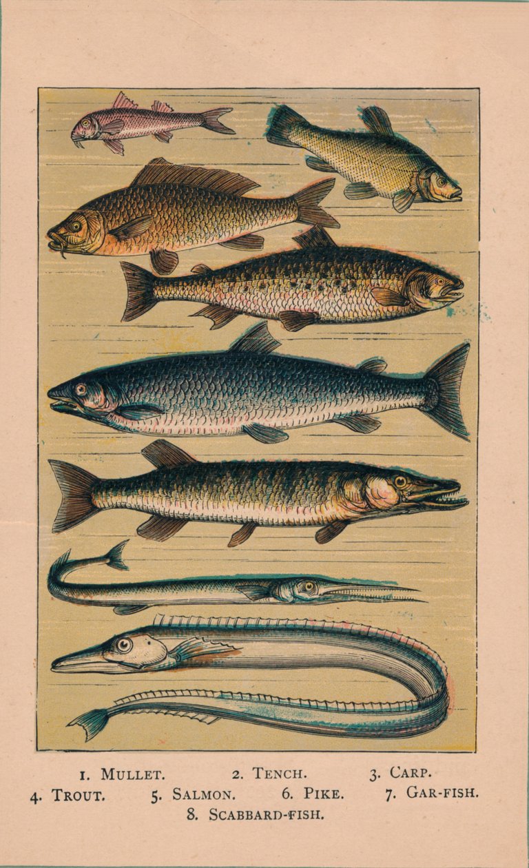 Pesce da Unbekannt